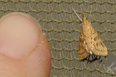 Daulia magdalena
