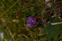 Gentianella cerastioides