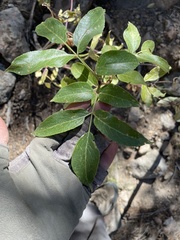 Sambucus cerulea