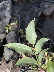 Sambucus cerulea