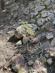 Sambucus cerulea