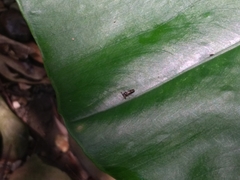 Teleopsis quadriguttata