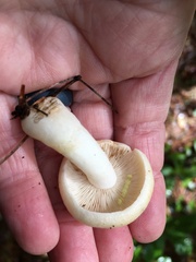 Lactarius chrysorrheus