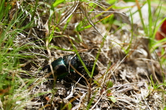 Trypocopris pyrenaeus