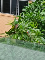 Psittacula alexandri