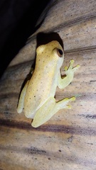 Dendropsophus mathiassoni