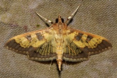 Diacme elealis
