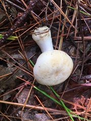 Lactarius chrysorrheus