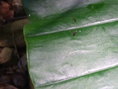 Teleopsis quadriguttata