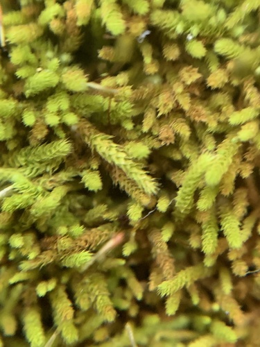 Claopodium rostratum