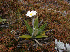 Celmisia spectabilis spectabilis