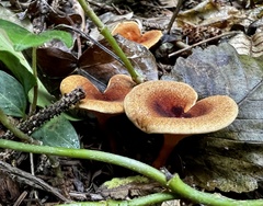 Hygrophoropsis