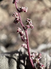 Chenopodium atrovirens