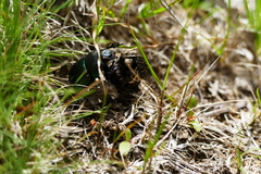 Trypocopris pyrenaeus