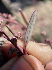 Chenopodium atrovirens