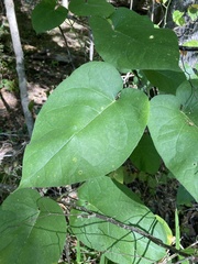 Gonolobus suberosus