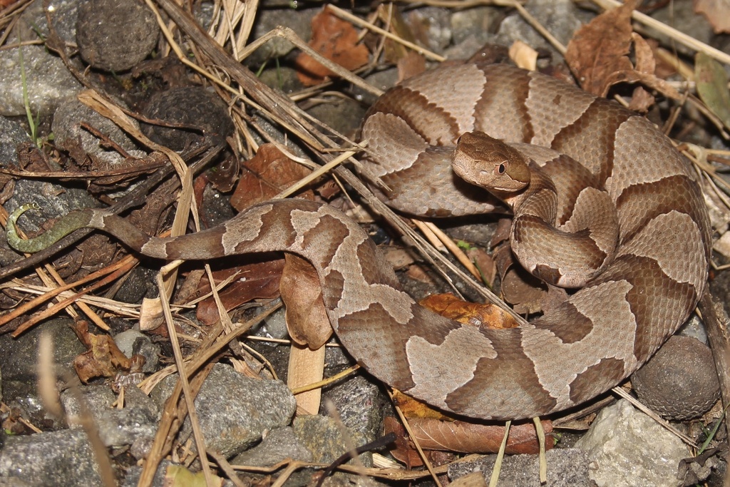 Eastern Copperhead from Plank Rd, Dillwyn, VA, US on October 05, 2022