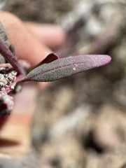 Chenopodium atrovirens