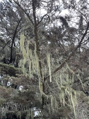 Cupressus macrocarpa