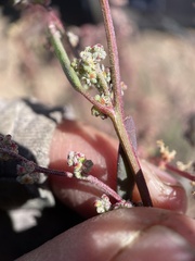 Chenopodium atrovirens