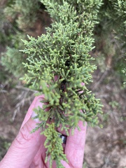 Cupressus macrocarpa