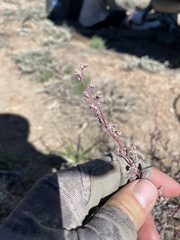 Chenopodium atrovirens