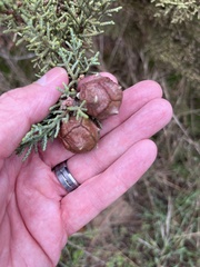 Cupressus macrocarpa