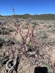 Chenopodium atrovirens