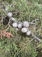 Cupressus macrocarpa