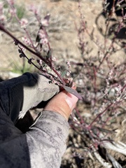 Chenopodium atrovirens