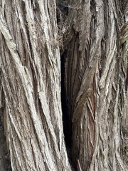 Cupressus macrocarpa