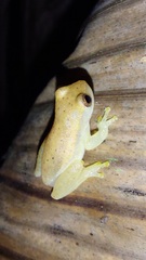 Dendropsophus mathiassoni