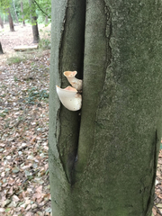 Cerioporus squamosus