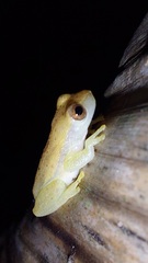 Dendropsophus mathiassoni
