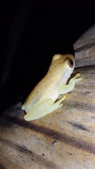 Dendropsophus mathiassoni