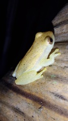 Dendropsophus mathiassoni
