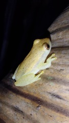 Dendropsophus mathiassoni