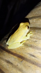 Dendropsophus mathiassoni