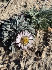 Townsendia scapigera