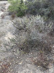 Artemisia californica