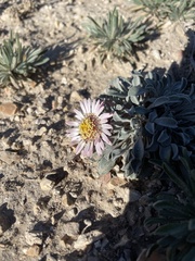 Townsendia scapigera