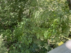 Aristolochia contorta