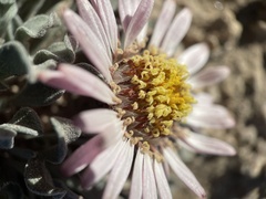 Townsendia scapigera