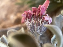 Townsendia scapigera