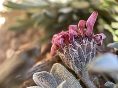 Townsendia scapigera