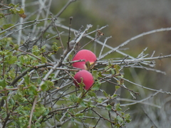 Andricus quercuscalifornicus