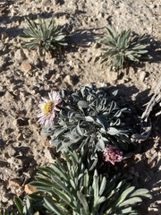 Townsendia scapigera