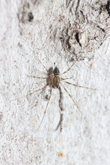 Drapetisca alteranda