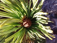 Pinus albicaulis