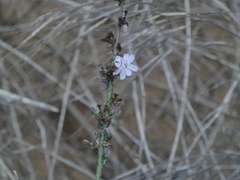 Solenopsis xyloni